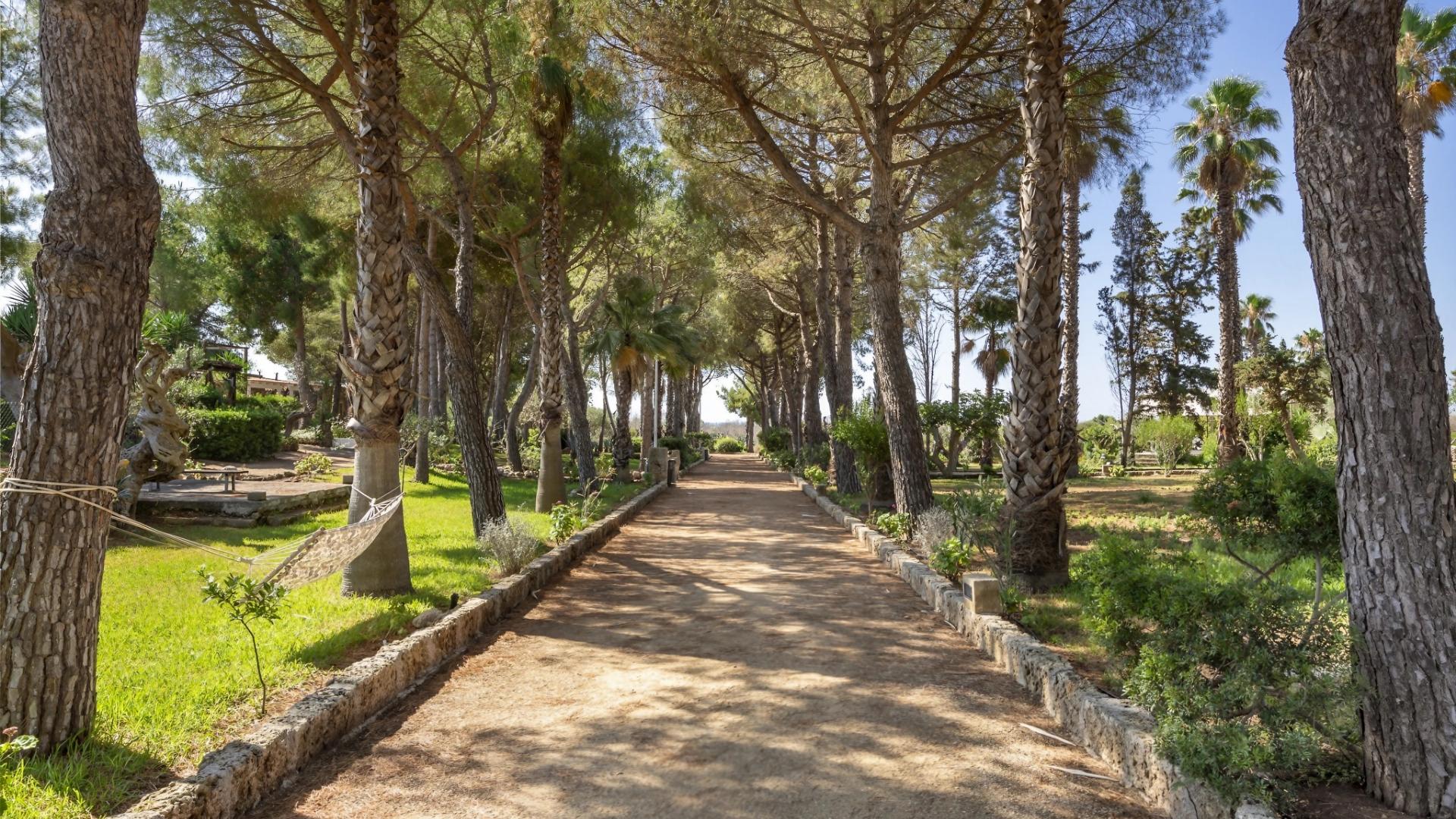 Sentiero alberato con palme e pini in un parco soleggiato.